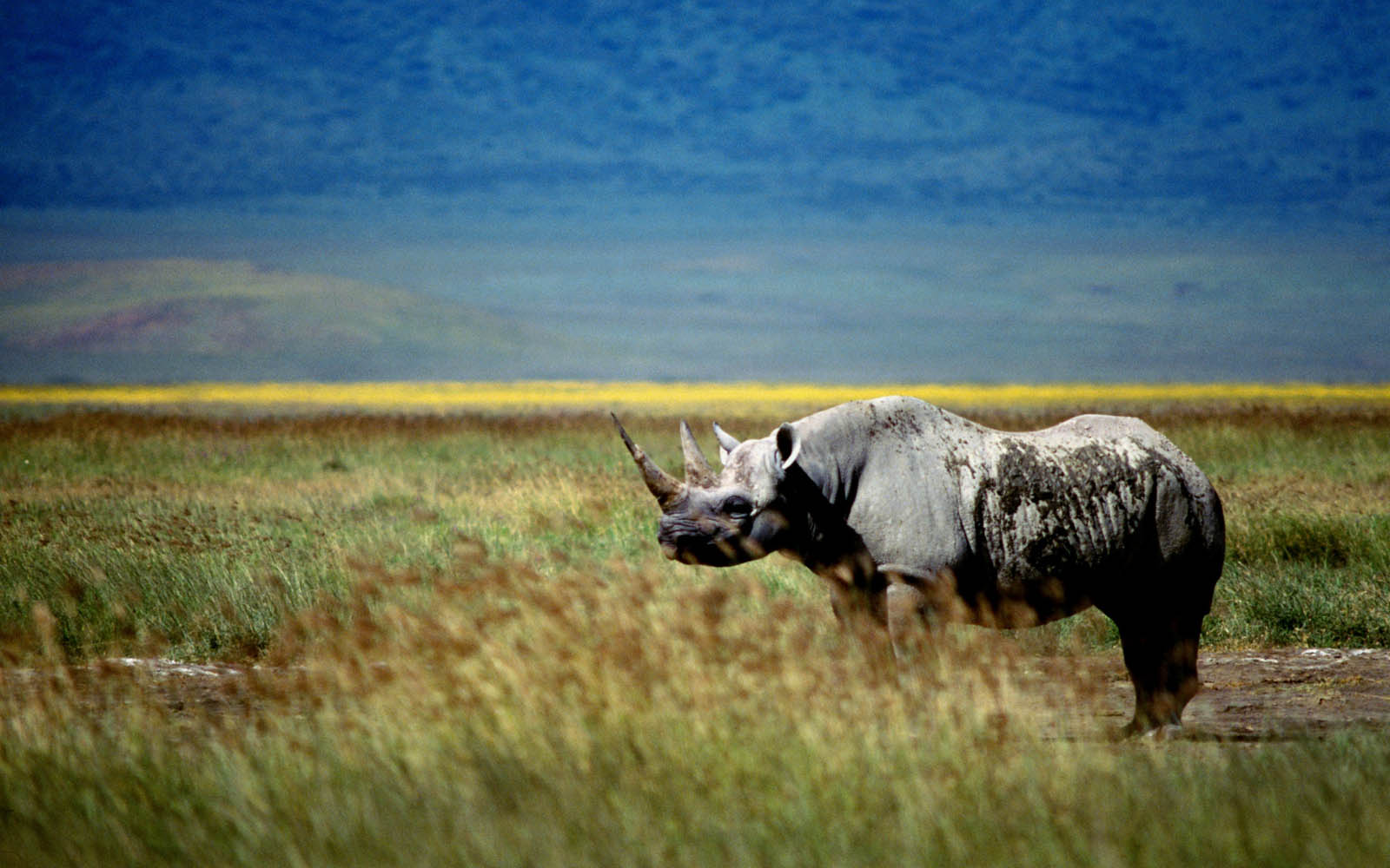 Wallpapers Rhinoceros Wallpapers HD Wallpapers Download Free Images Wallpaper [wallpaper981.blogspot.com]