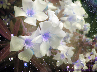 A close up photo of oleander flowers with purple blue centers and stars. Text in bottom right corner reads petticoatpedaler.blogspot.com
