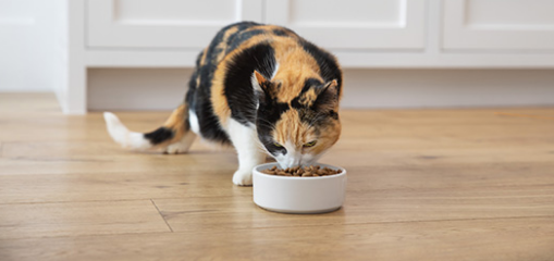 homemade cat food to gain weight how to make cat gain weight human food for cats to gain weight how to make a skinny cat gain weight weight gainer for cats royal canin weight gain cat food what to feed an old cat to gain weight my cat lose weight