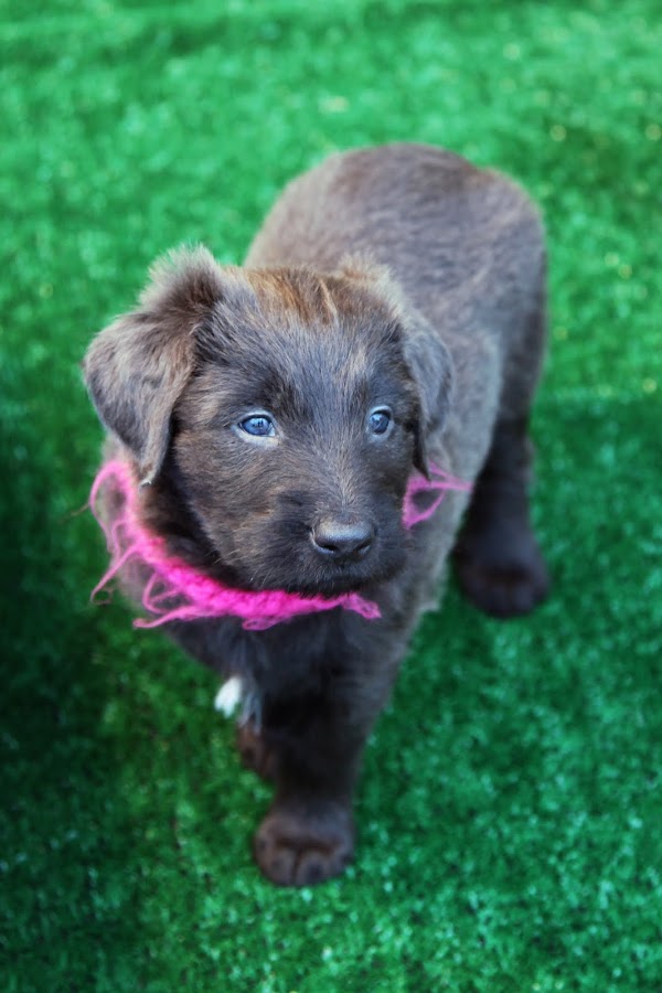 briard puppy