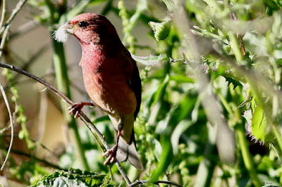 "Common Rosefinch - Carpodacus erythrinus, winter migrant feedin of Prickly sowthistle seeds."