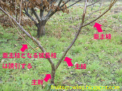 [10000印刷√] プラム 剪定の仕方 164623-プラム 剪定の仕方