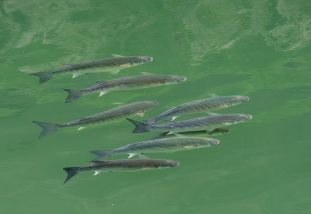 Photo of the grey mullet that swam past Ravensdale yesterday (Thursday)