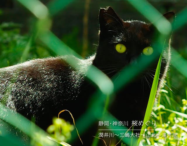 三島で見かけた猫さん