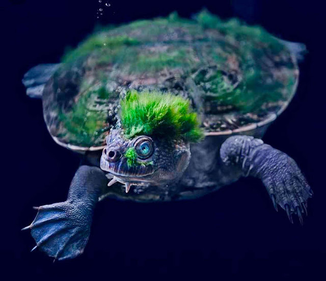 Mary river turtle – Elusor macrurus