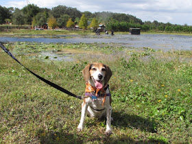 Club Lake Plantation's fall festival surrounds a beautiful lake.