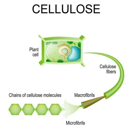 apa yang dimaksud dengan selulosa