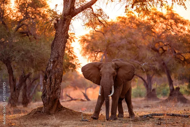 zimbabue-ou-zimbabwe