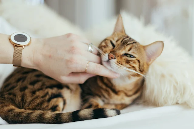 Your Cat's Health Discovery