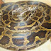 Has Peer-to-Python come of age?
