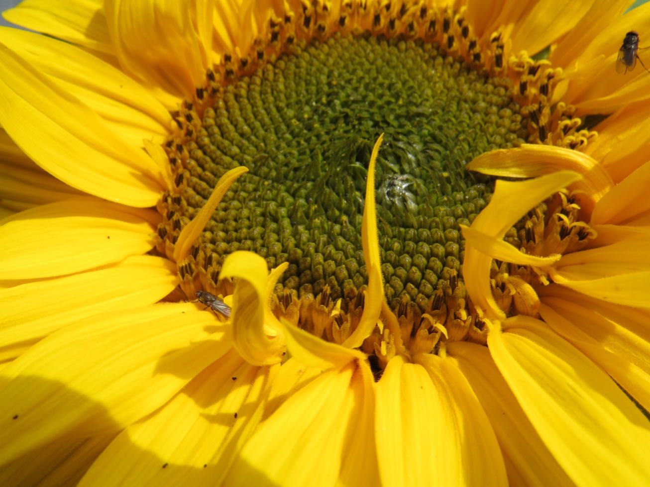 BloggerImage