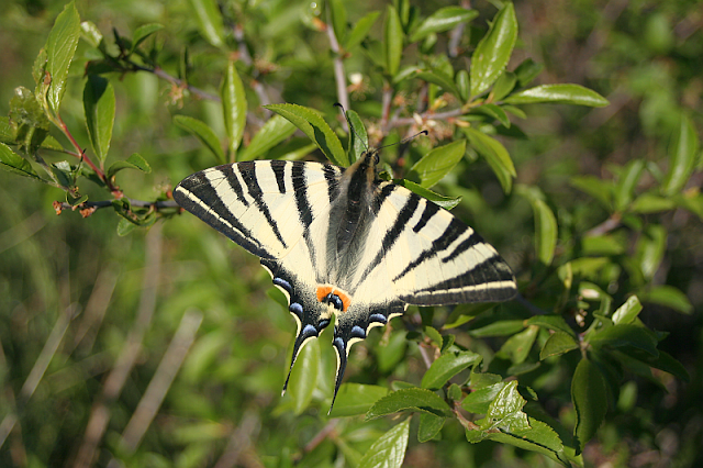 Iphiclides podalirius, Segelfalter