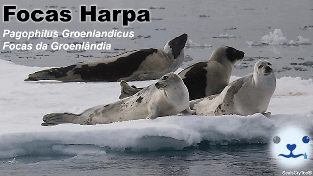 SealsCryToo® - Focas Harpa - Pagophilus Groenlandicus - Focas da Groenlândia