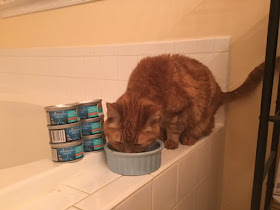 A word about my cat's taste in cat food