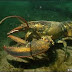 Lobster dengan crayfish 1 kerabat??