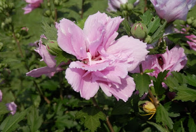 Rose of Sharon (Althea) - Care & General Info