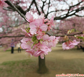 Yoyogi Park: Spring 2017 in Tokyo