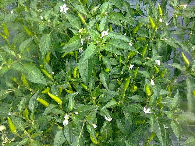 Pohon Cabai Jengki Berbuah Lebat