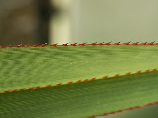 Pandanus tenuifolius 