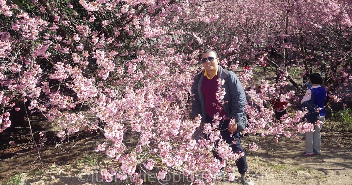 luomujie blogspot: Taiwan Cherry Blossoms 2024 Ultimate Travel