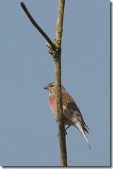 Linnet