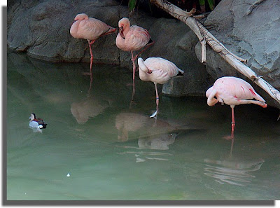 Flamingos on one foot