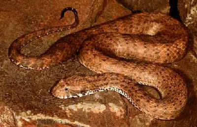 Acanthophis cryptoamudros kimberley death adder