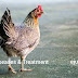 Ultimate Poultry Disease Guide: Treatments for Newcastle, Pullorum, Coryza, Fowl Pox, and More