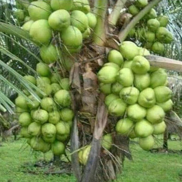 Bibit Kelapa Hibrida