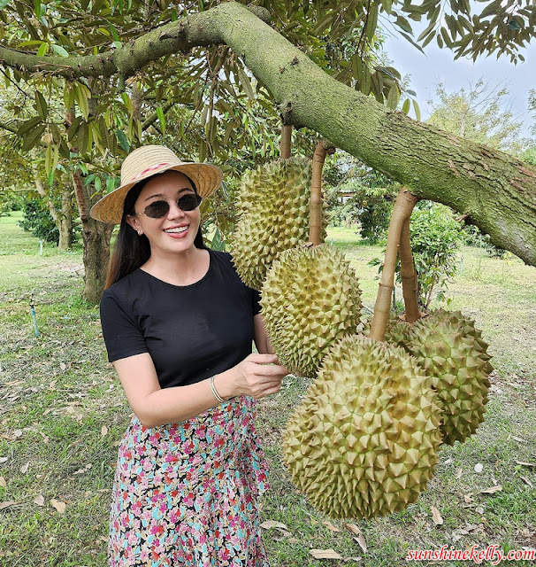 Lava Durian in Si Sa Ket, Thailand, Lava Durian, Si Sa Ket, Thailand, Tourism Authority of Thailand, Durian Lava Si Sa Ket, Durian Lava, Travel
