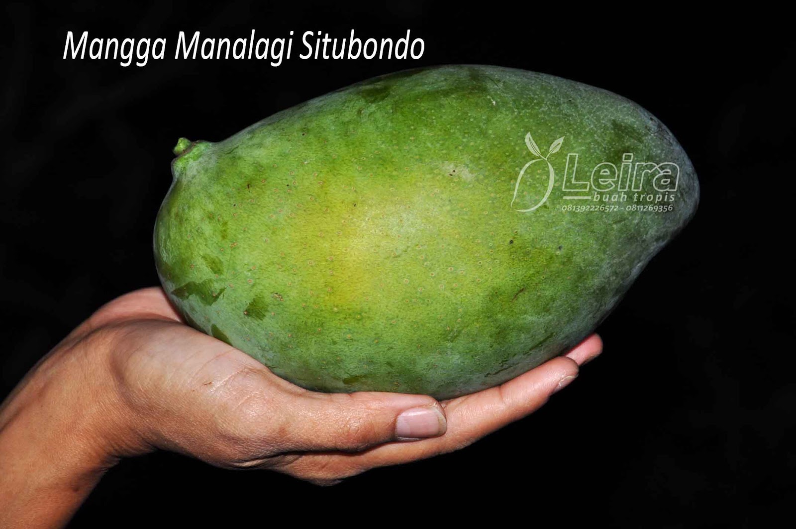 Buah Mangga Bisa Cake Ideas and Designs
