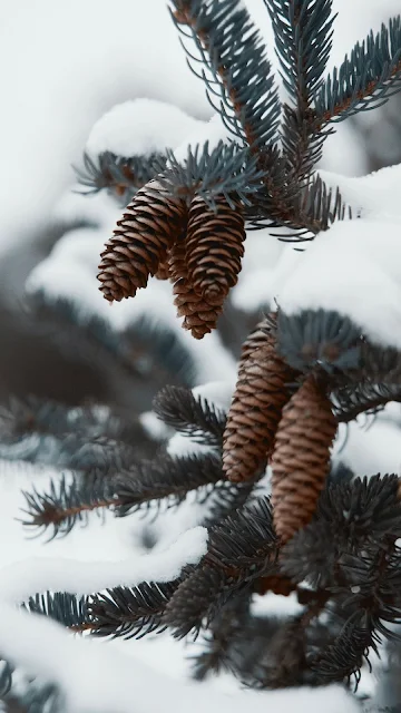 Snow, Needles, Cones, Plant, Macro