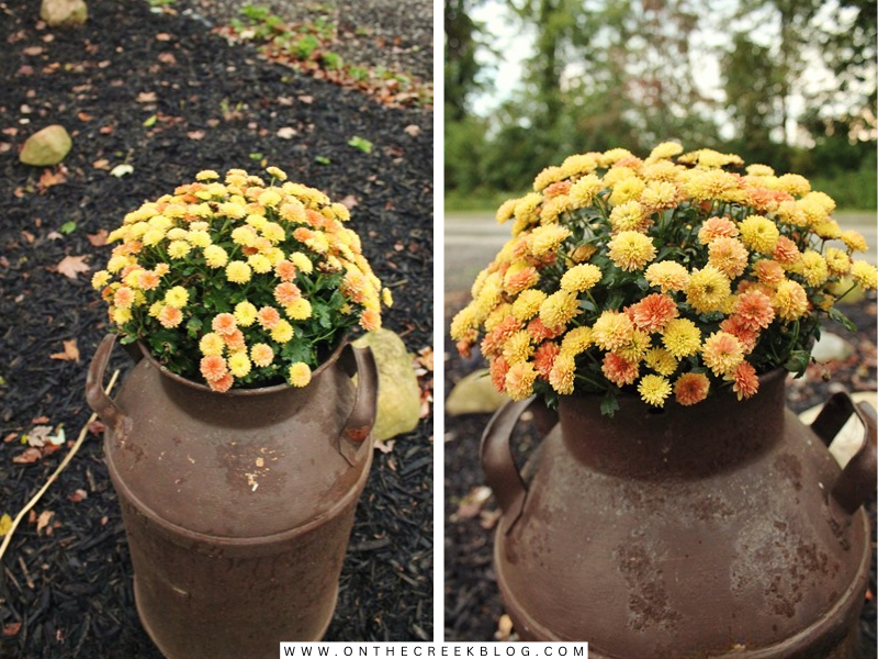 Vintage milk cans repurposed as fall planters with vibrant mums. | on the creek blog // www.onthecreekblog.com