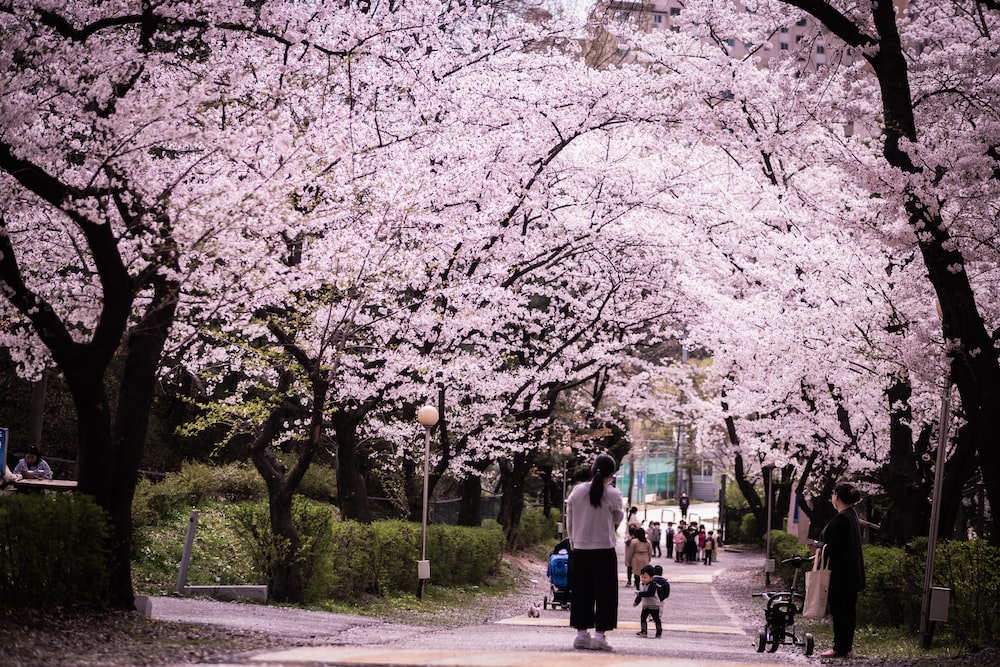 متنزه آنيانغ للفنون تفتح أزهار الكرز في كوريا الجنوبية