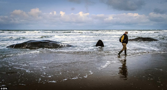 sperm whales washed ashore