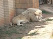 Lion - Johannesburg Zoo