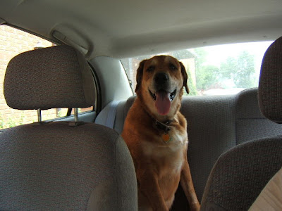 Jessie..Ready for the long 152 mile drive over to the Animal Hospital for CT scans and all funny instruments stuck up her nasal passages(Only referrals accepted..OF COURSE)