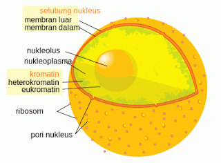 Nukleus (Inti Sel)