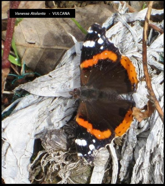 Vanessa Atalanta - Vulcana