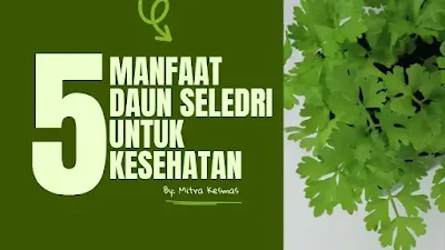 Manfaat Daun Seledri