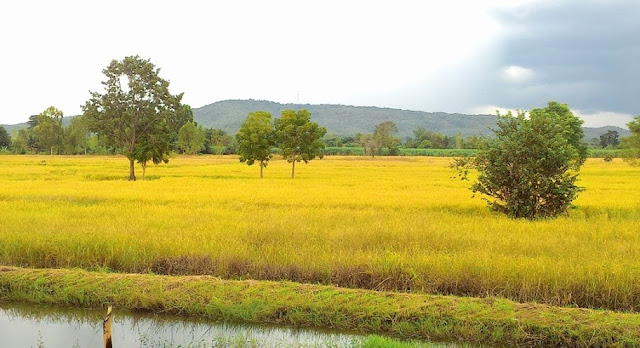 Hom Mali Rice Paddy Fields Images4