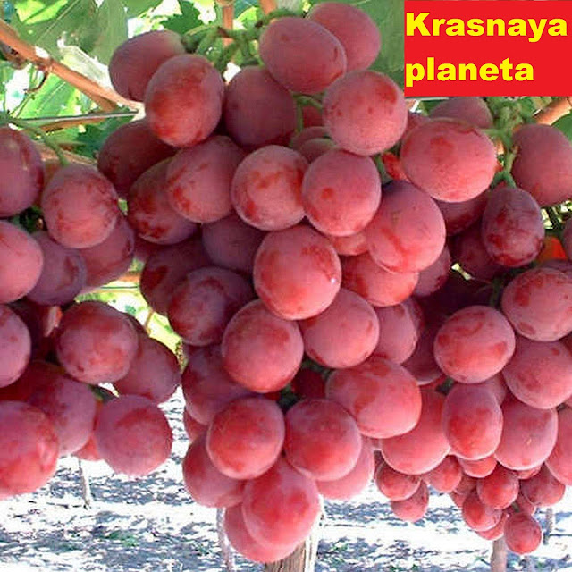 Anggur Krasnaya planeta atau anggur Red Planet, tabulampot, anggur merah, buah anggur, pohon anggur, budidaya anggur, tanaman anggur, buah anggur merah, bibit anggur, gambar anggur, bibit tanaman, jual bibit tanaman, bibit buah, bibit anggur