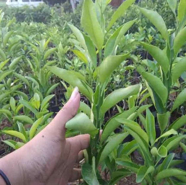 jual bibit jeruk lemon eurika cepat berbuah Banjarbaru