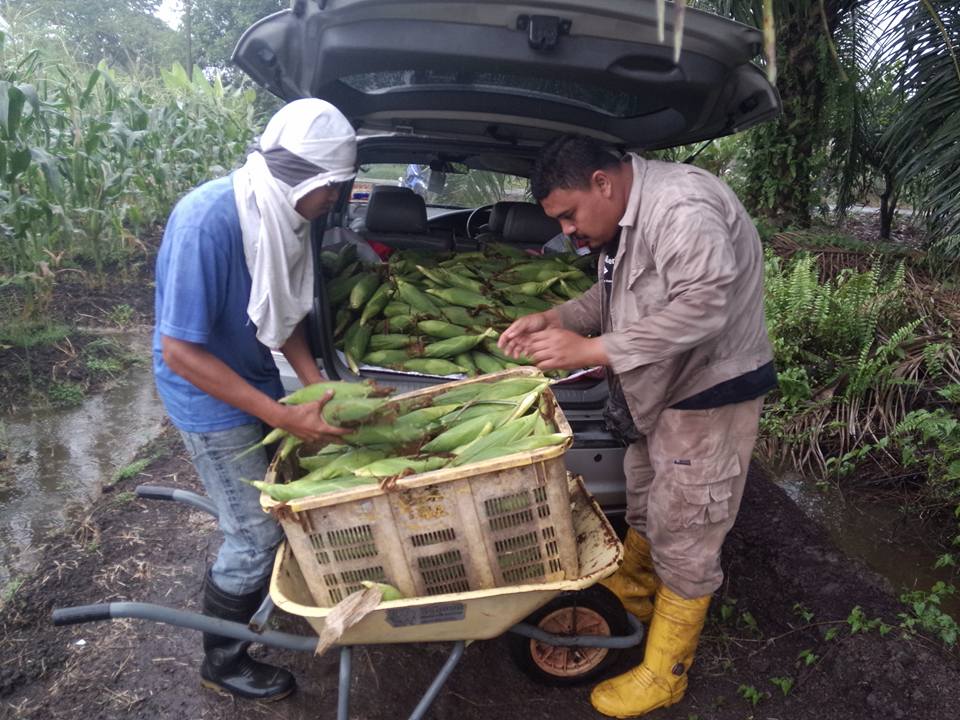 Honey Sweet Corn: PELUANG RESELLER / AGEN / USAHAWAN 