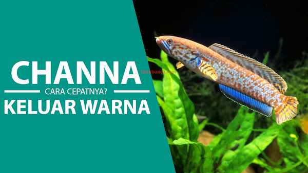 Bagaimana Cara Agar Ikan Channa CEPAT KELUAR WARNA? Ini TIPS dan RAHASIANYA