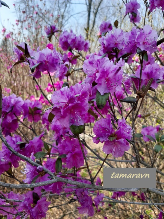 Рододендрон остроконечный (Rhododendron mucronulatum)