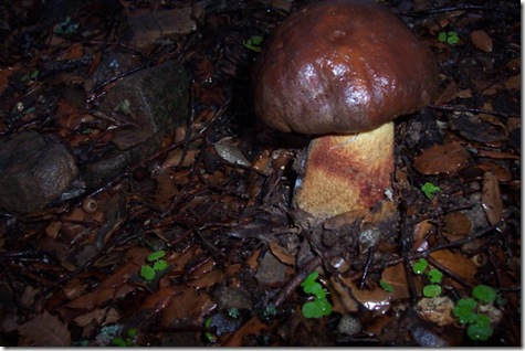 Boletus