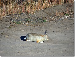 Hike rabbits 2nd site Co S 025