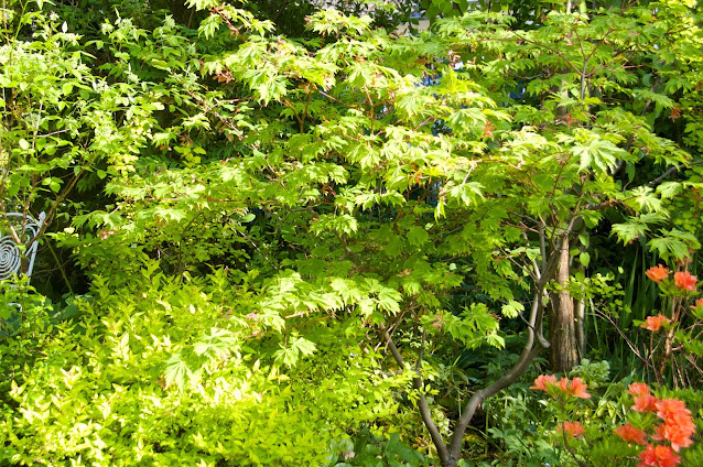 Acer, Erable, Sapindaceae, Petit arbre, couleur d'automne, sous les grands arbres, arbre pour mi-ombre