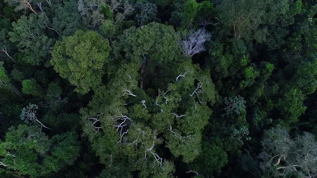 Fundo Amazônia recebe primeiras doações dos EUA e Suíça, fortalecendo ações de preservação